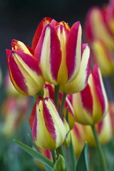 USA, Ohio Close-up of tulip variety